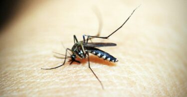 black mosquito on person s skin