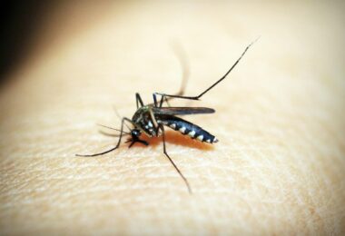 black mosquito on person s skin
