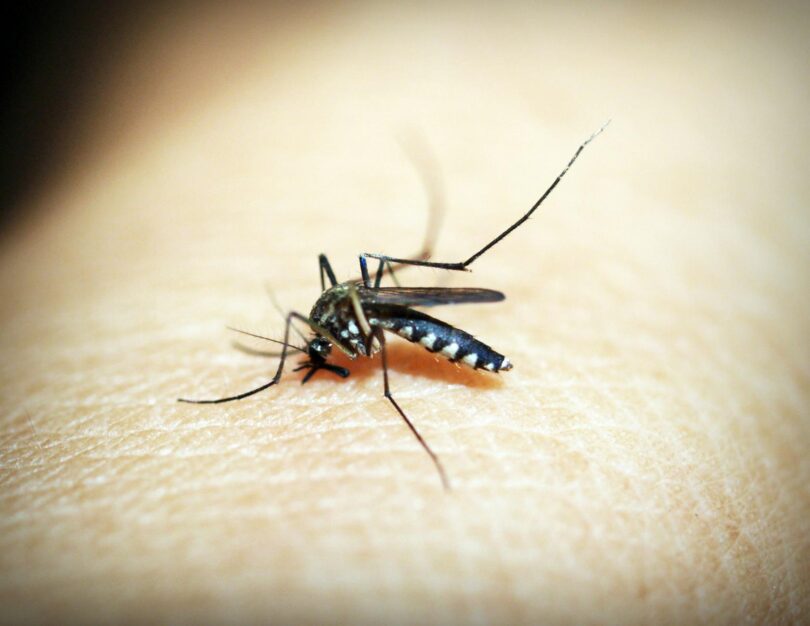black mosquito on person s skin