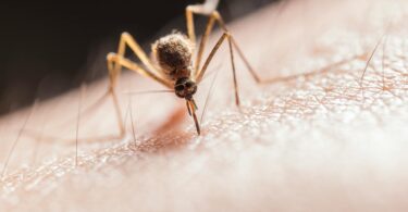 mosquito biting on skin