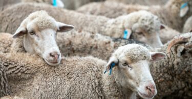 Close up shot of sheep in pen