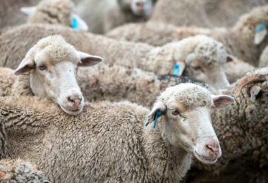 Close up shot of sheep in pen