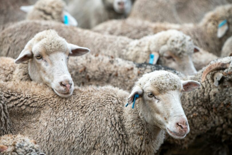 Close up shot of sheep in pen