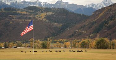 Waving American flag on the Weber Ranch with a cattle grazing grass near Ridgway, Colorado